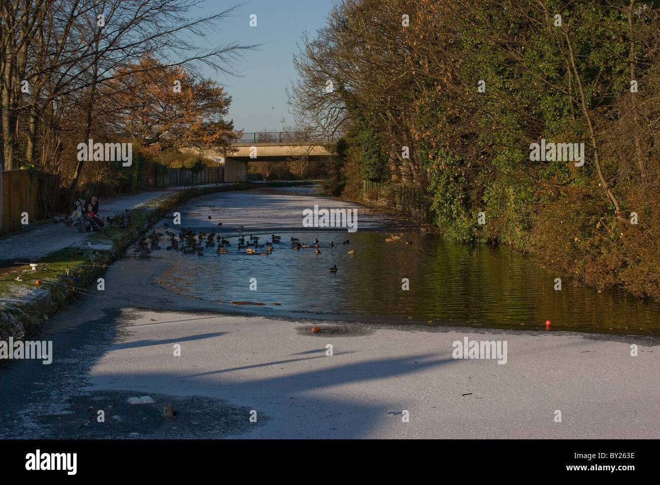 Leeds-Liverpool-Kanal, mit dem wilden Leben Stockfoto