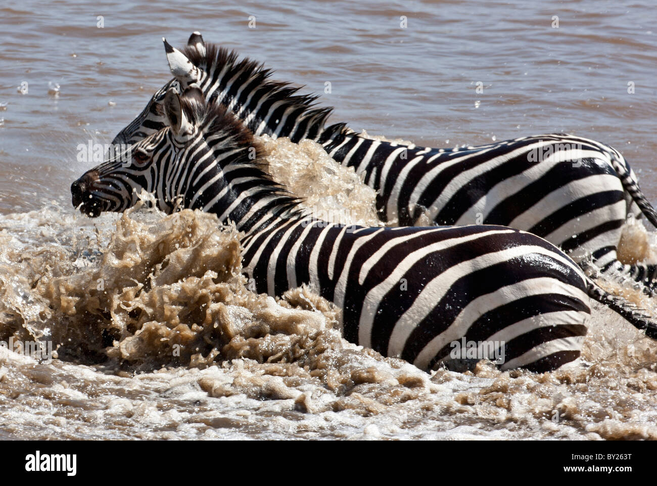 Zebras, die Überquerung des Mara Flusses während die jährliche Wanderung der Gnus aus dem Serengeti Nationalpark im Norden von Tansania Stockfoto