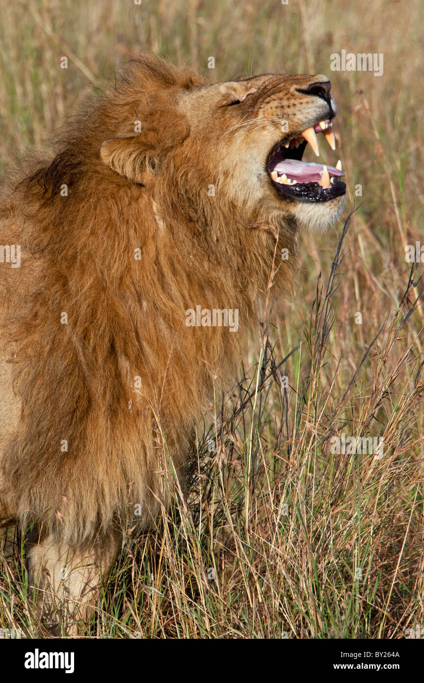Ein Löwe, entblößt seine Zähne während der Paarungszeit. Masa-Mara Nationalreservat Stockfoto