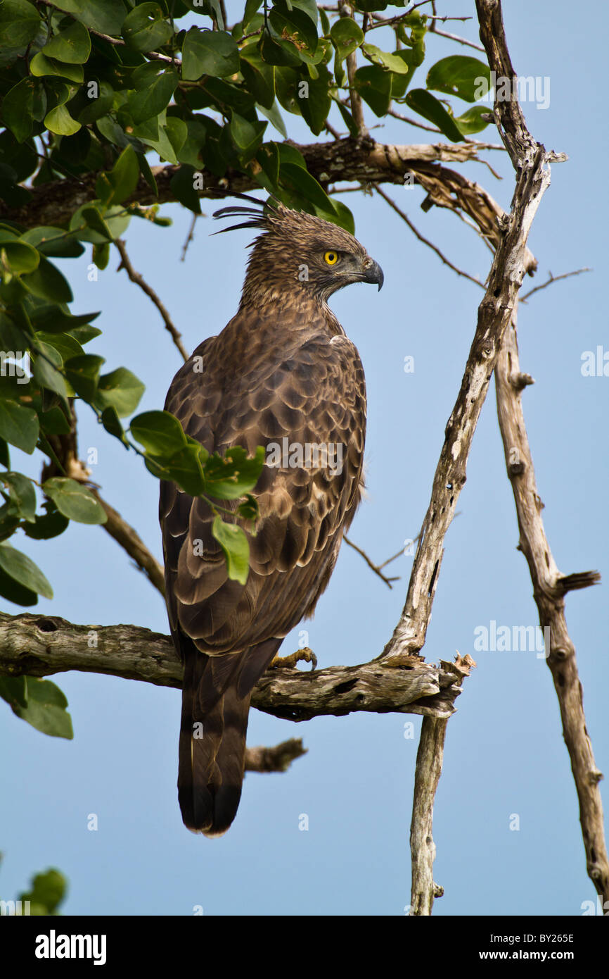 Crested Hawk-Adler oder veränderbar Hawk-Adler (Nisaetus Cirrhatus) am Yala NP, Sri Lanka. Stockfoto