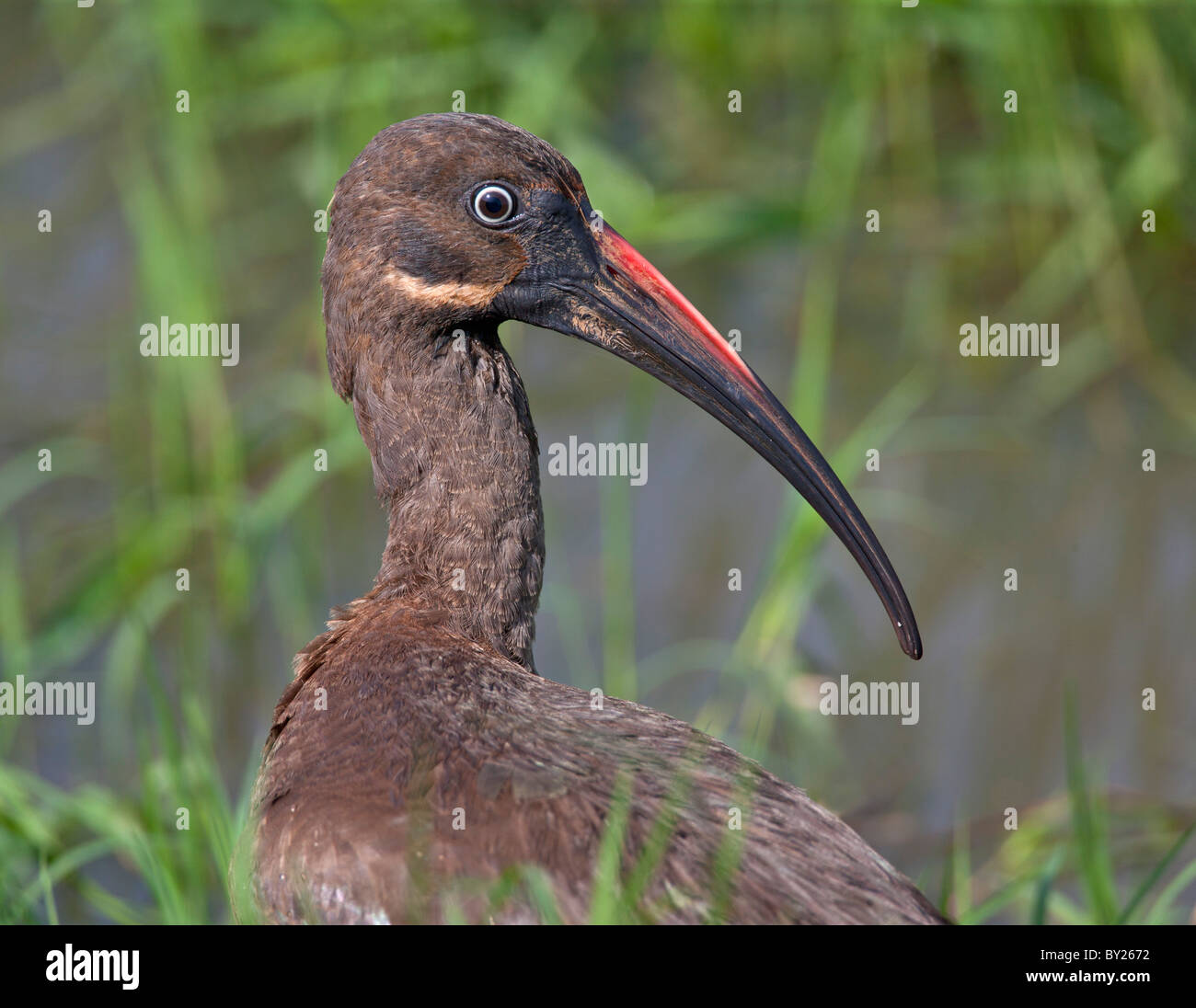 Ein Hadada Ibis im Yala-Sumpf. Stockfoto