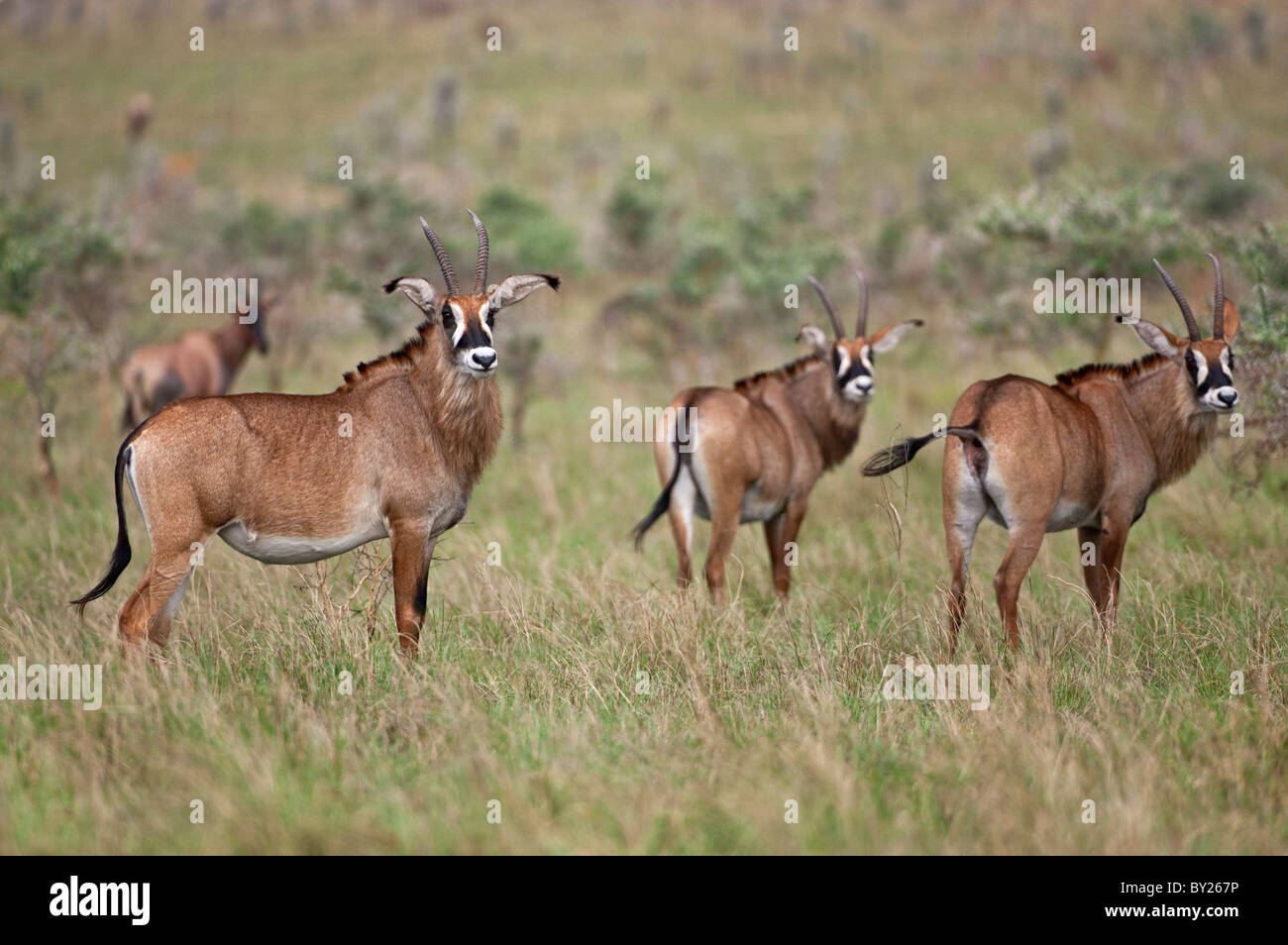 Roan Antilopen im Lambwe-Tal von Ruma Nationalpark, der einzige Ort in Kenia, wo diese großen, mächtigen Antilopen werden können Stockfoto