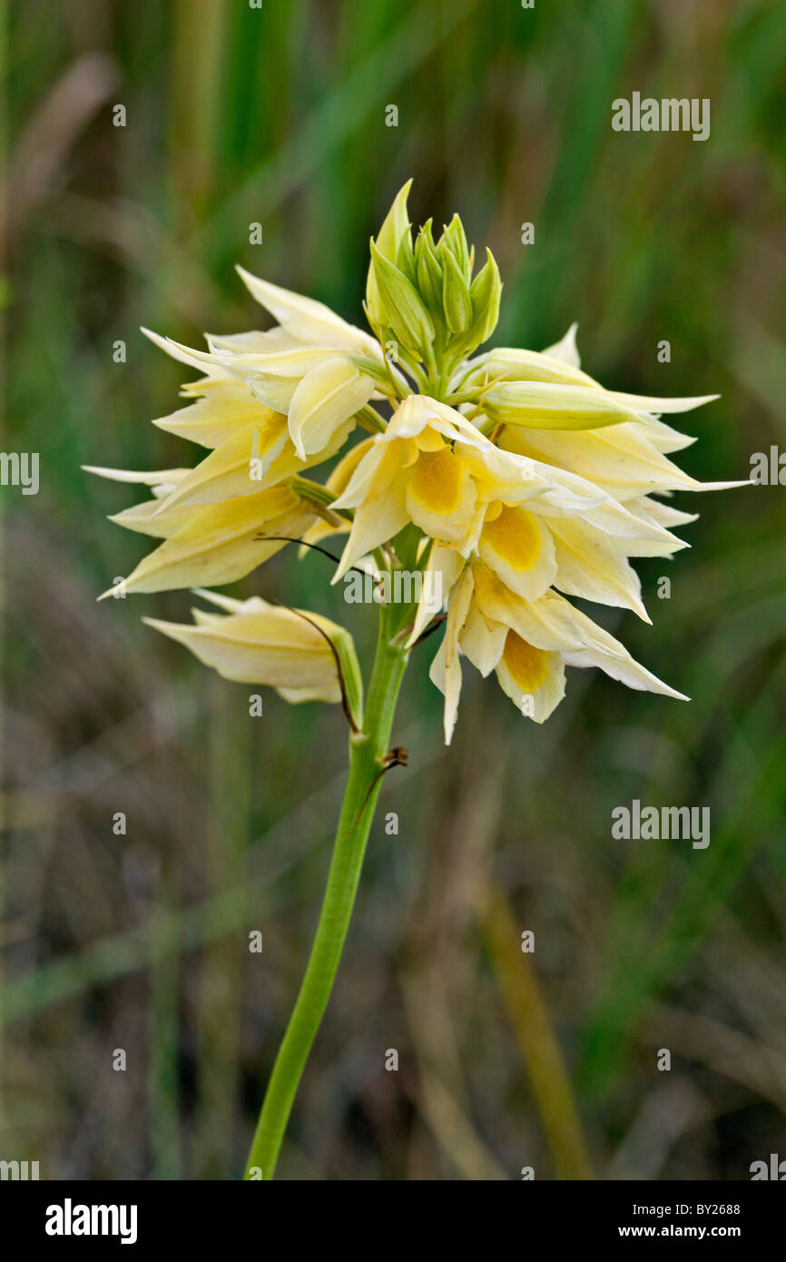 Eulophia Zeyheri, eine attraktive gelbe terrestrischen Orchideen im Lambwe-Tal von Ruma Nationalpark gefunden. Stockfoto