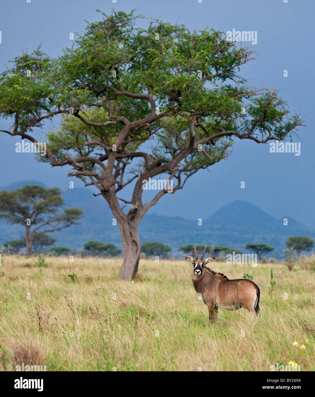 Pferdeantilopen im Lambwe-Tal von Ruma Nationalpark, der einzige Ort in Kenia, wo diese großen, mächtigen Antilopen können Stockfoto