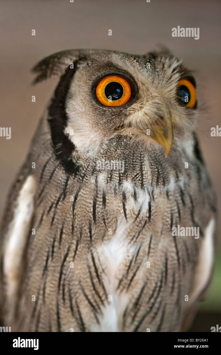 Eine White-faced Zwergohreule-Eule, eine Art kleine Eule mit Ohr-Büschel, die ausgelöst werden, wenn der Vogel gestört ist. Stockfoto