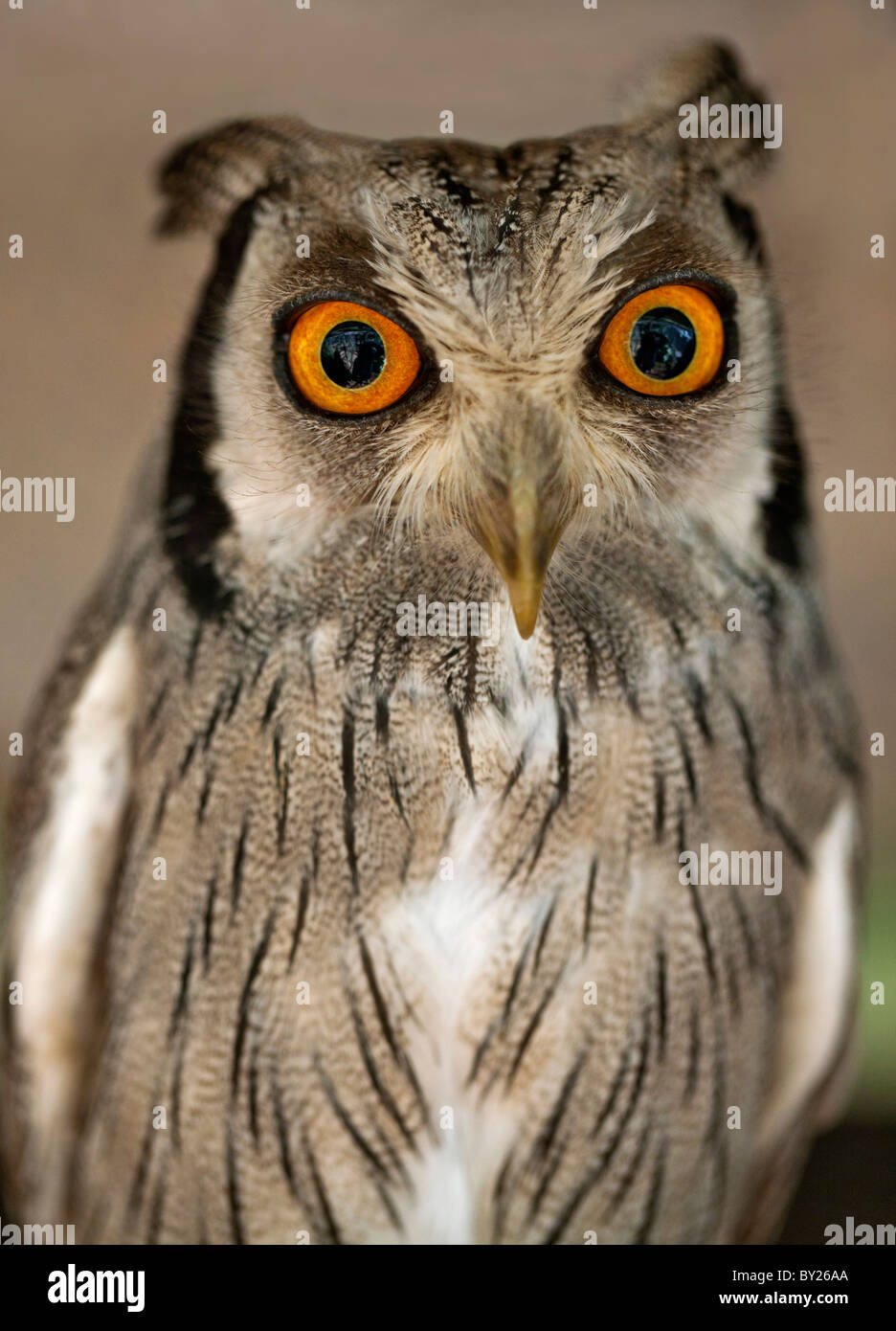 Eine White-faced Zwergohreule-Eule, eine Art kleine Eule mit Ohr-Büschel, die ausgelöst werden, wenn der Vogel gestört ist. Stockfoto