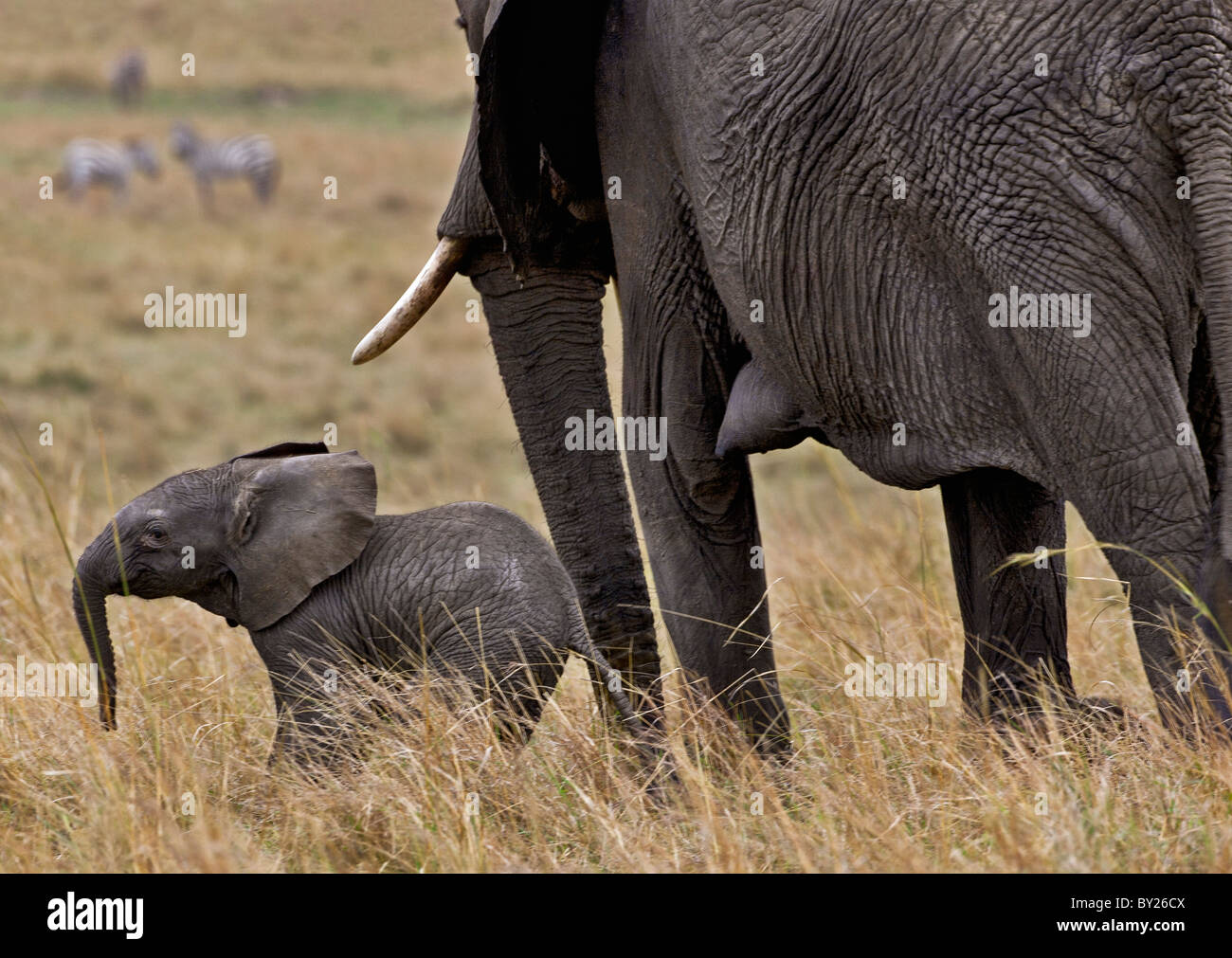 Ein Elefant und ihr kleines Kalb in Masai Mara National Reserve. Stockfoto