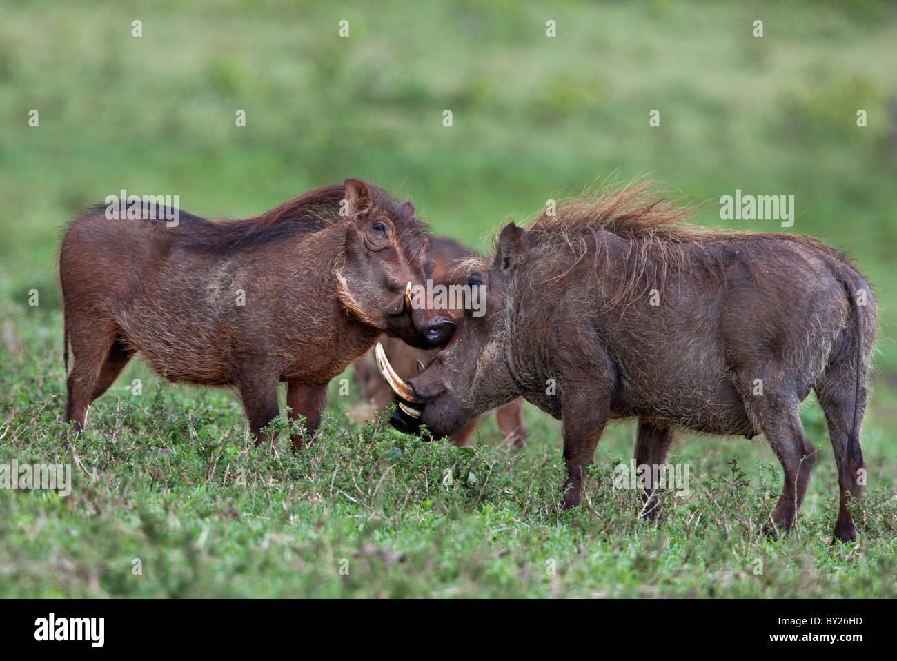 Warzenschwein Gruß oder Freundschaft in der Salient des Aberdare-Nationalparks. Stockfoto
