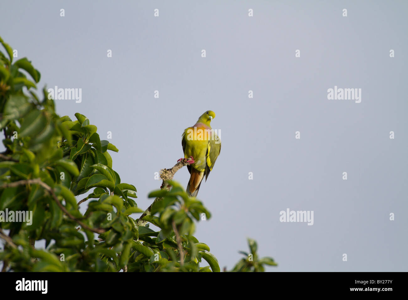 Orange-breasted grüne Taube (Treron Bicincta) am Yala NP, Sri Lanka Stockfoto