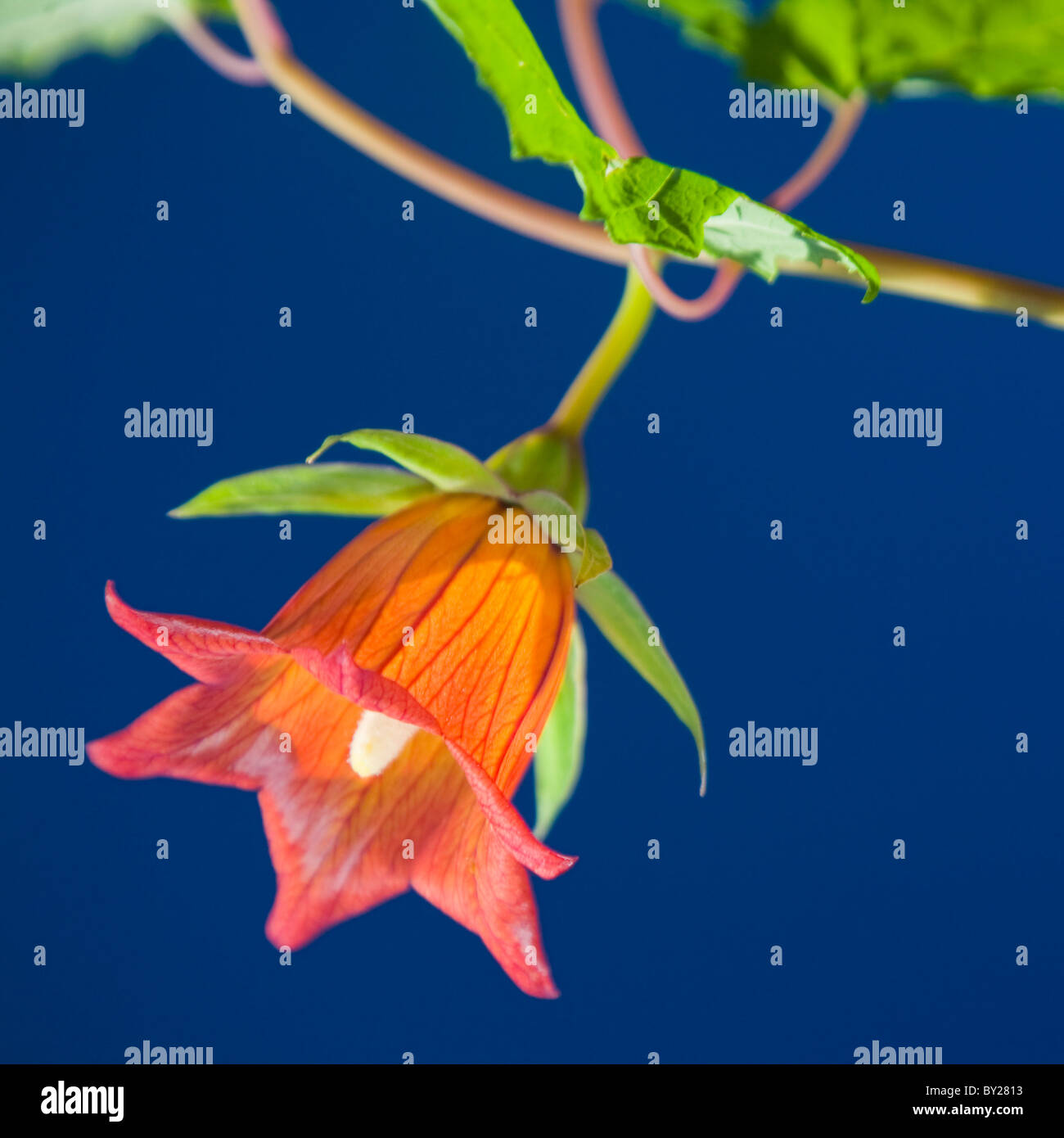 Canariensis Kanarische oder die Kanarischen Glockenblume in Blüte vor blauem Himmel. Stockfoto