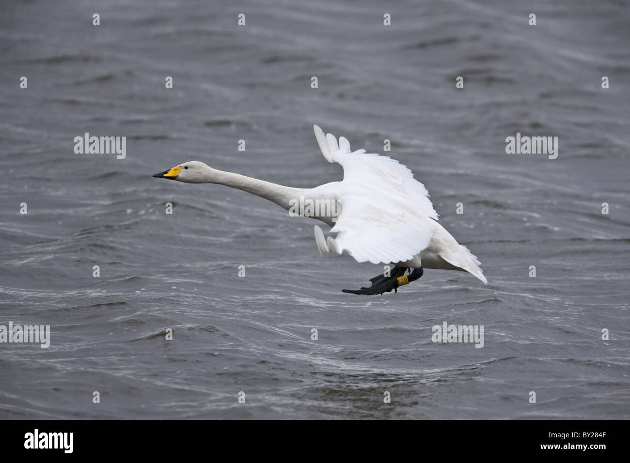 Singschwan, die über dem Wasser Stockfoto
