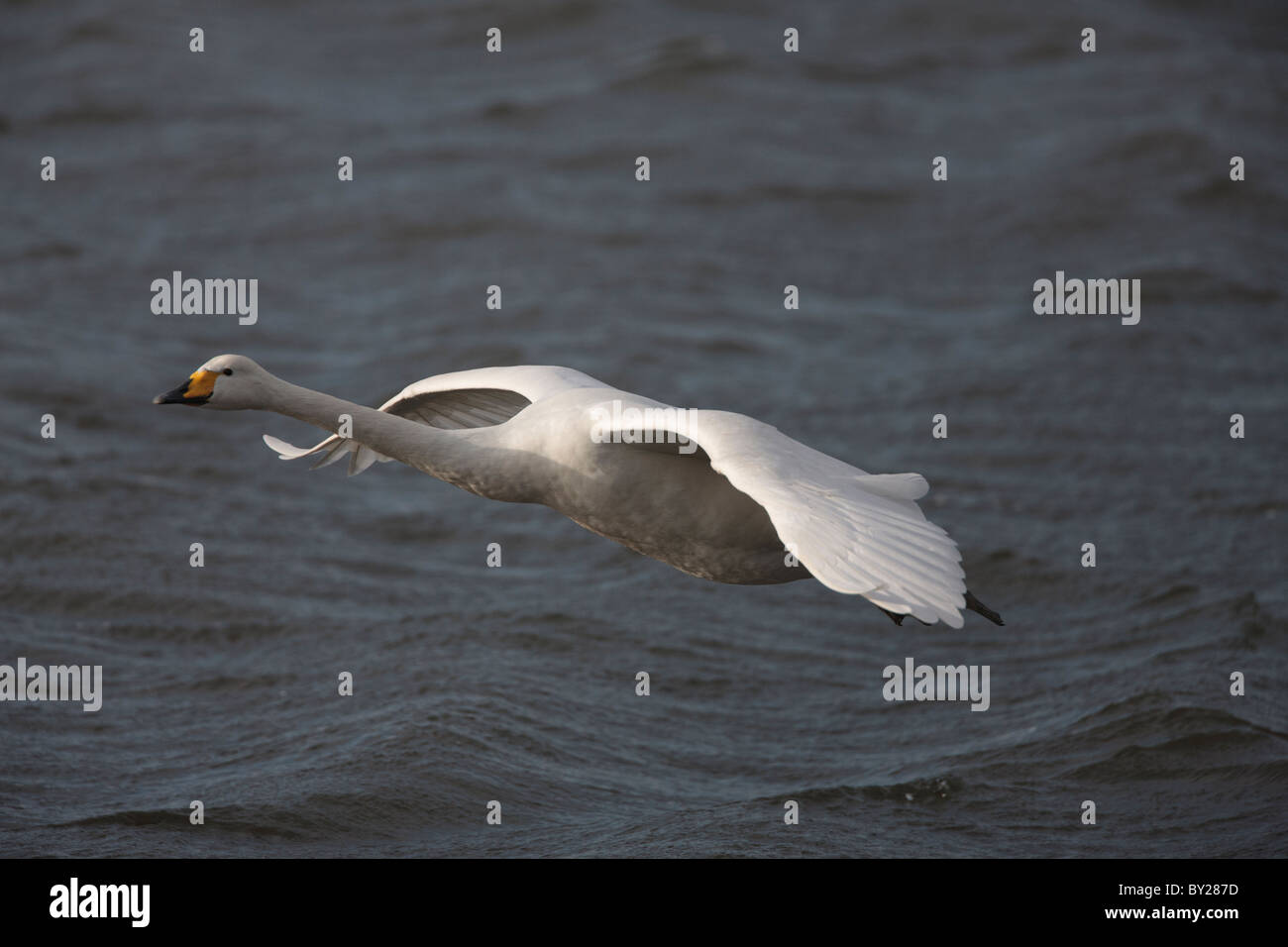 Singschwan, die über dem Wasser Stockfoto