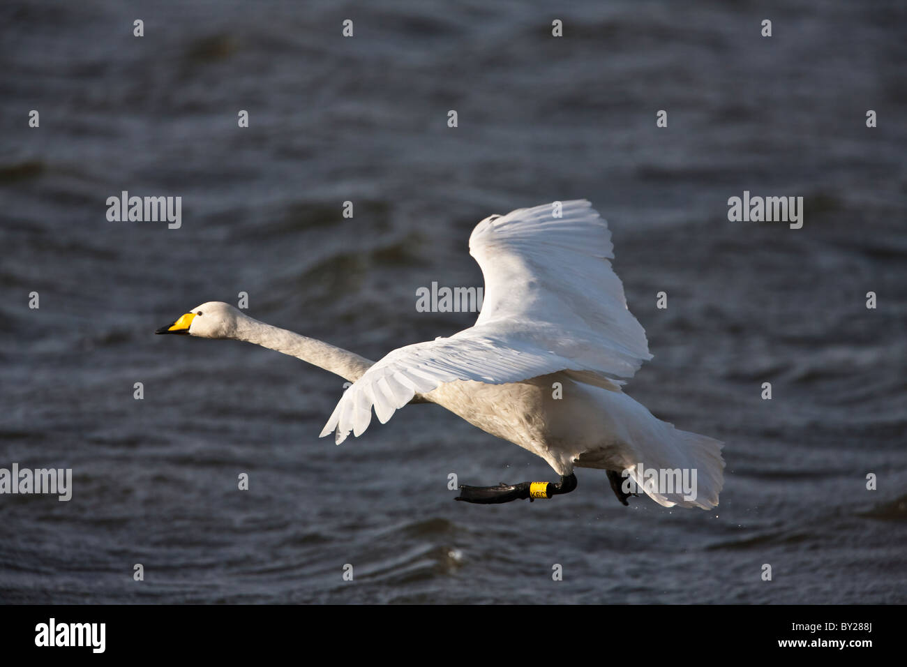 Singschwan, die über dem Wasser Stockfoto
