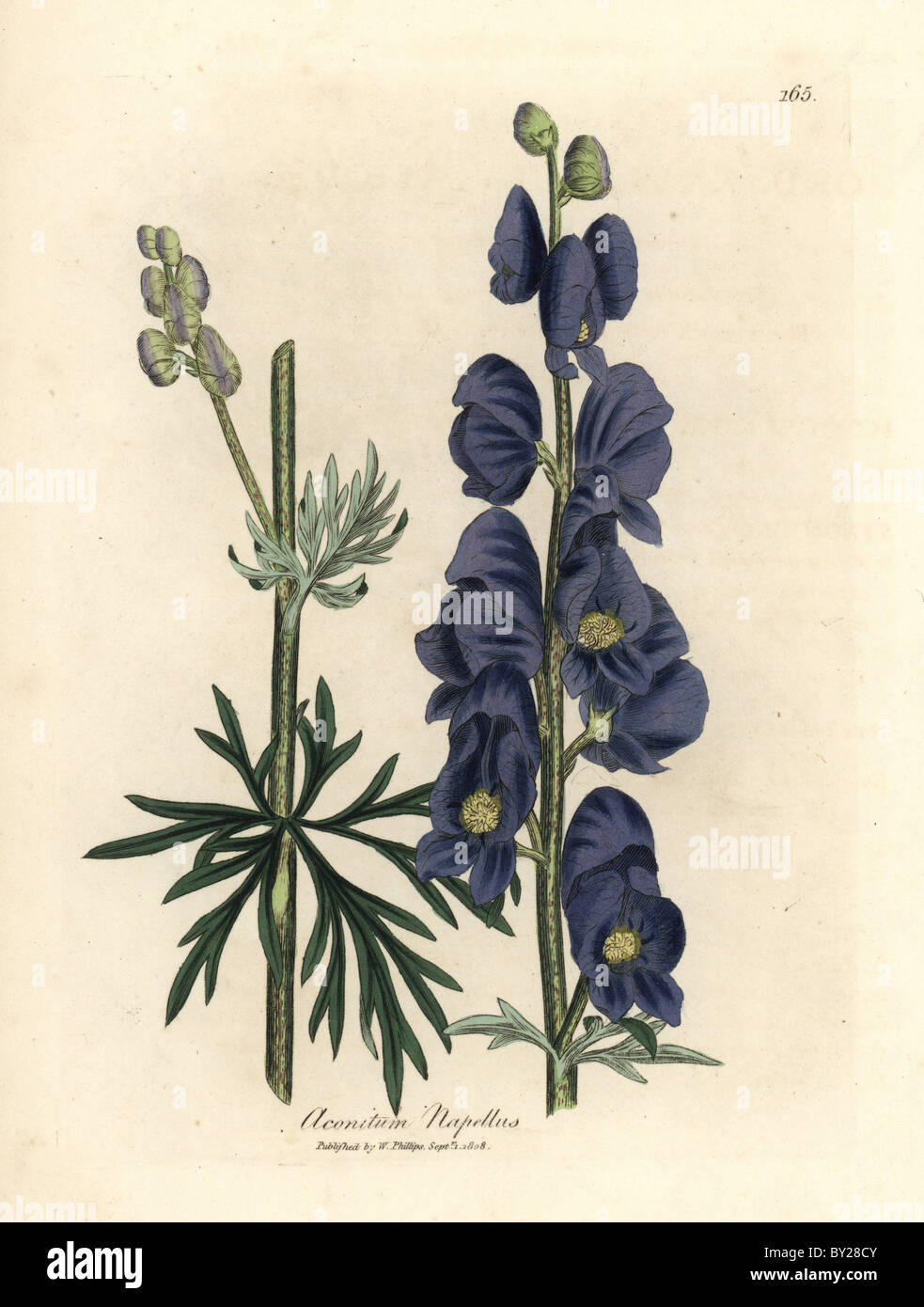 Blau blühende Wolfs Bane oder des Mönchs Haube, Aconitum Napellus. Stockfoto