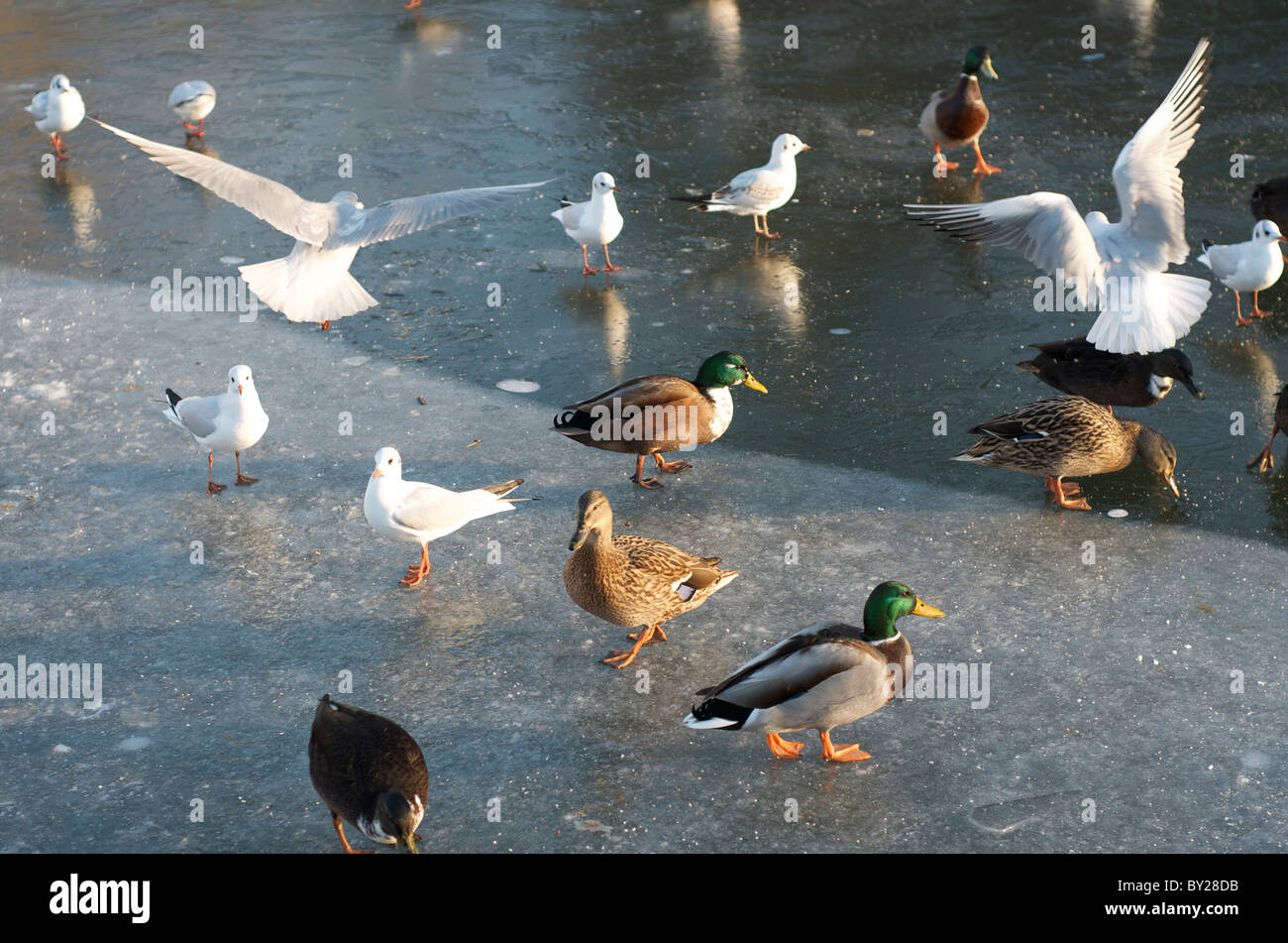 Vögel auf Eis Kennet und Avon Kanal Bad Stockfoto