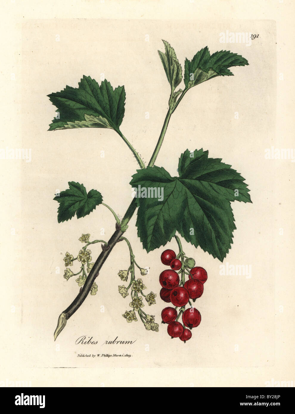 Johannisbeer-Baum, Ribes Rubrum, Obst, Blumen, Blätter. Stockfoto