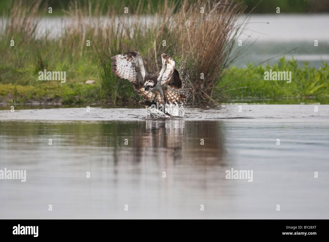 Osprey Fang einer Forelle aus einem schottischen Loch Stockfoto