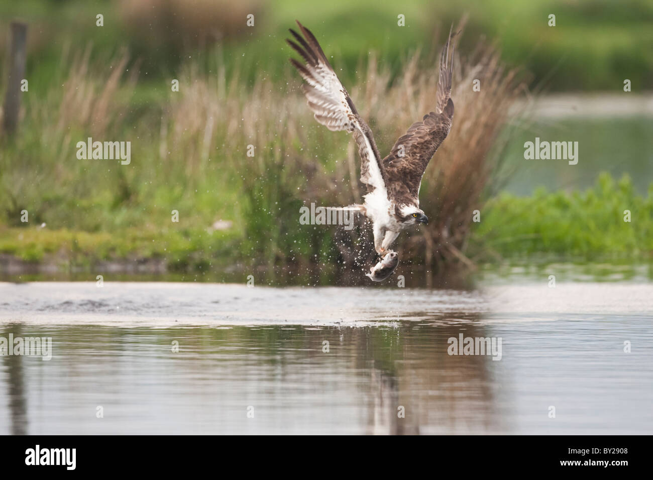 Osprey Fang einer Forelle aus einem schottischen Loch Stockfoto