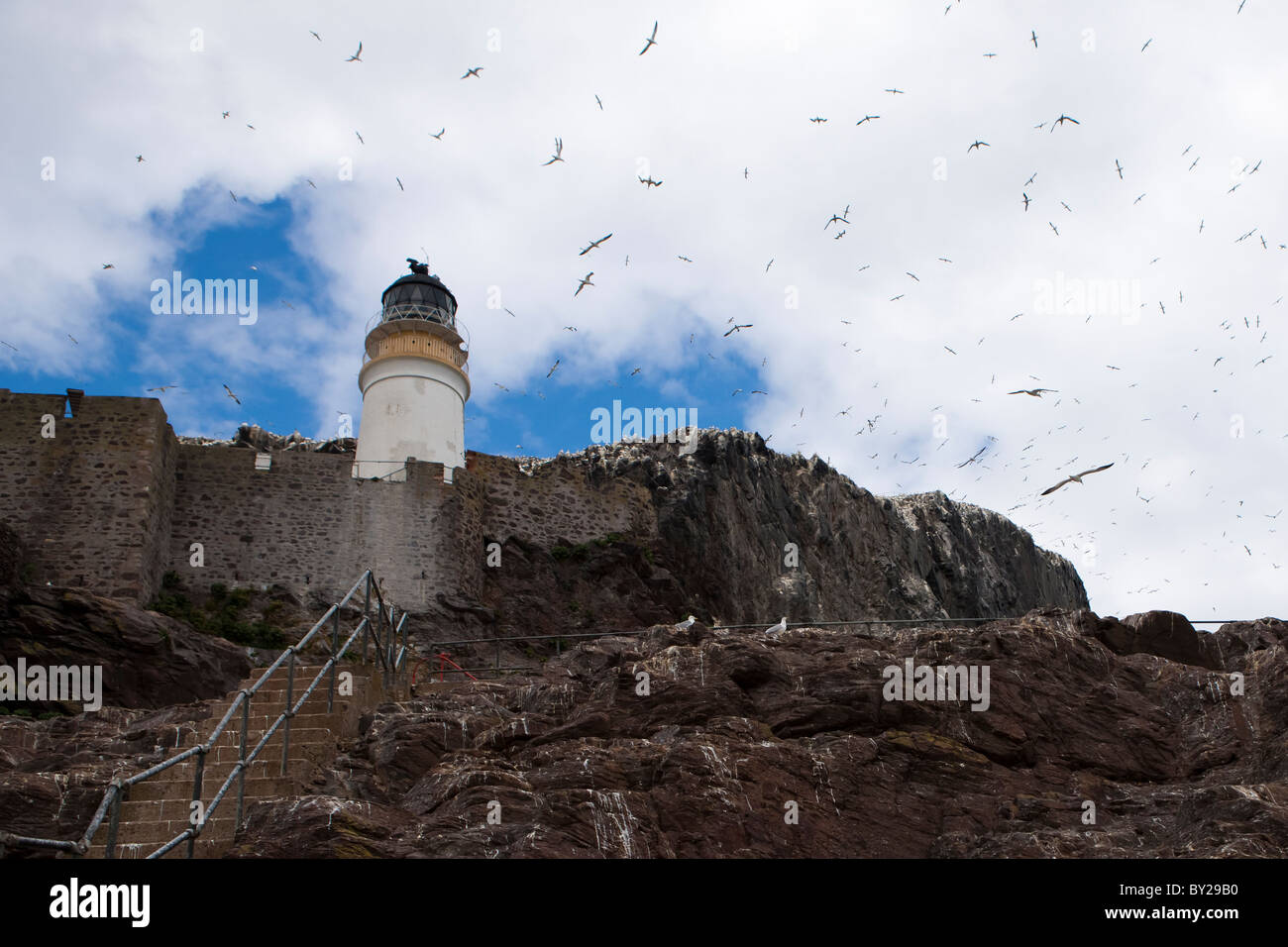 Basstölpel über dem Leuchtturm am Bass Rock fliegen Stockfoto