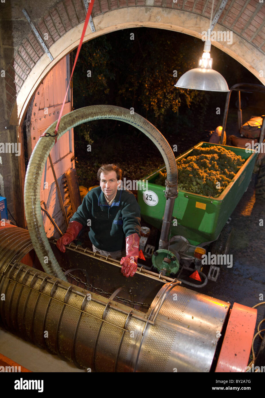 Winzer im Wyle Valley Weingut, Wiltshire Stockfoto