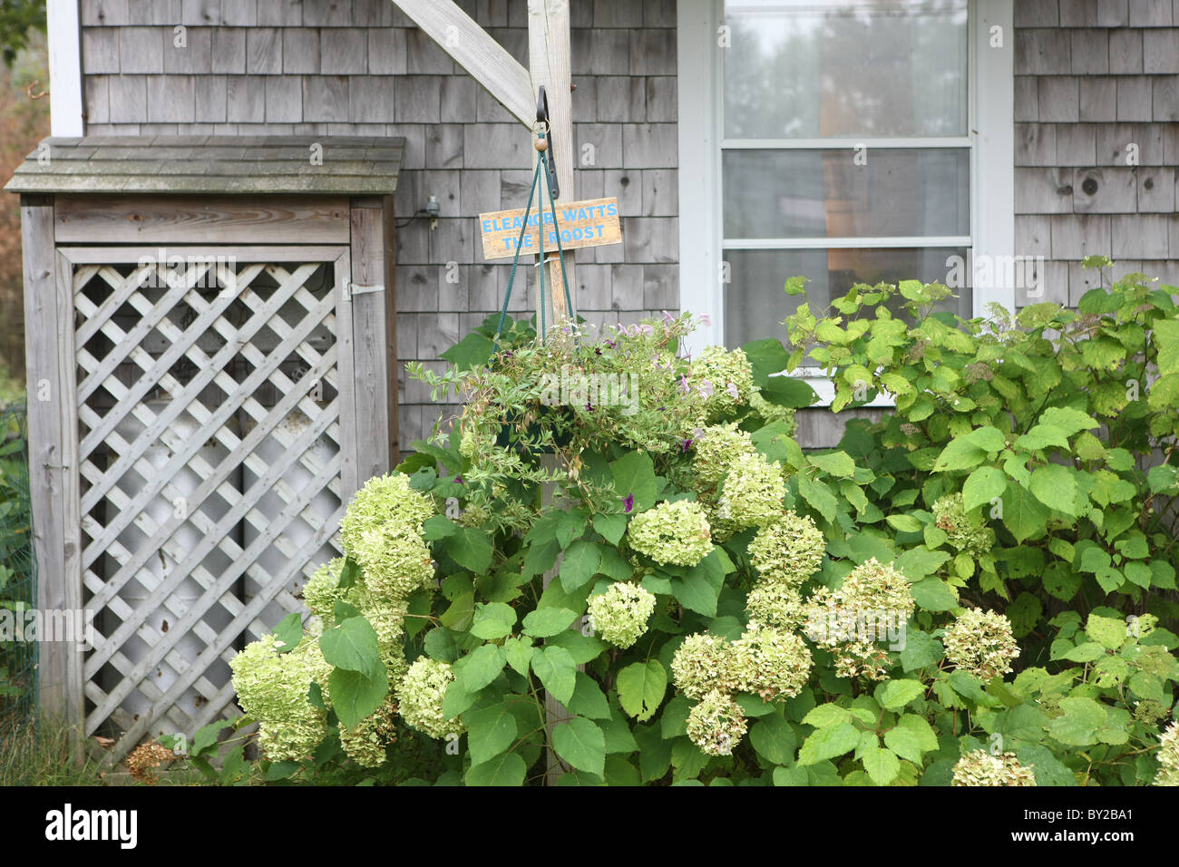 Die Hortensie geschmückt die Seite ein altes Landhaus in Bass Harbor, Maine. Stockfoto