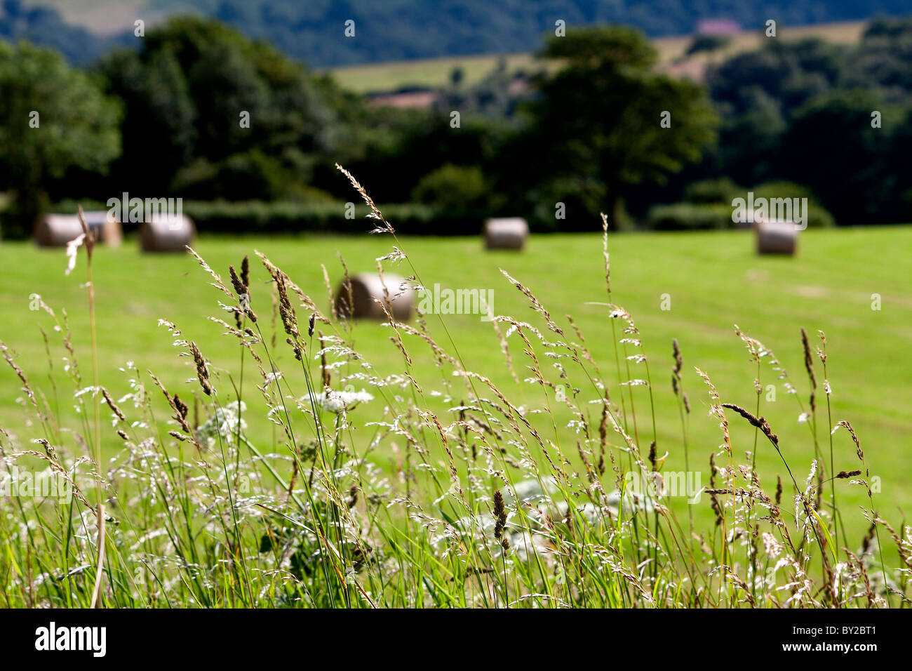 Aufgerollt Kautionen von Heu in einer Wiese, bereit, gestapelt und transportiert entfernt von der Farm kann Heu Heuschnupfen verursachen. Stockfoto