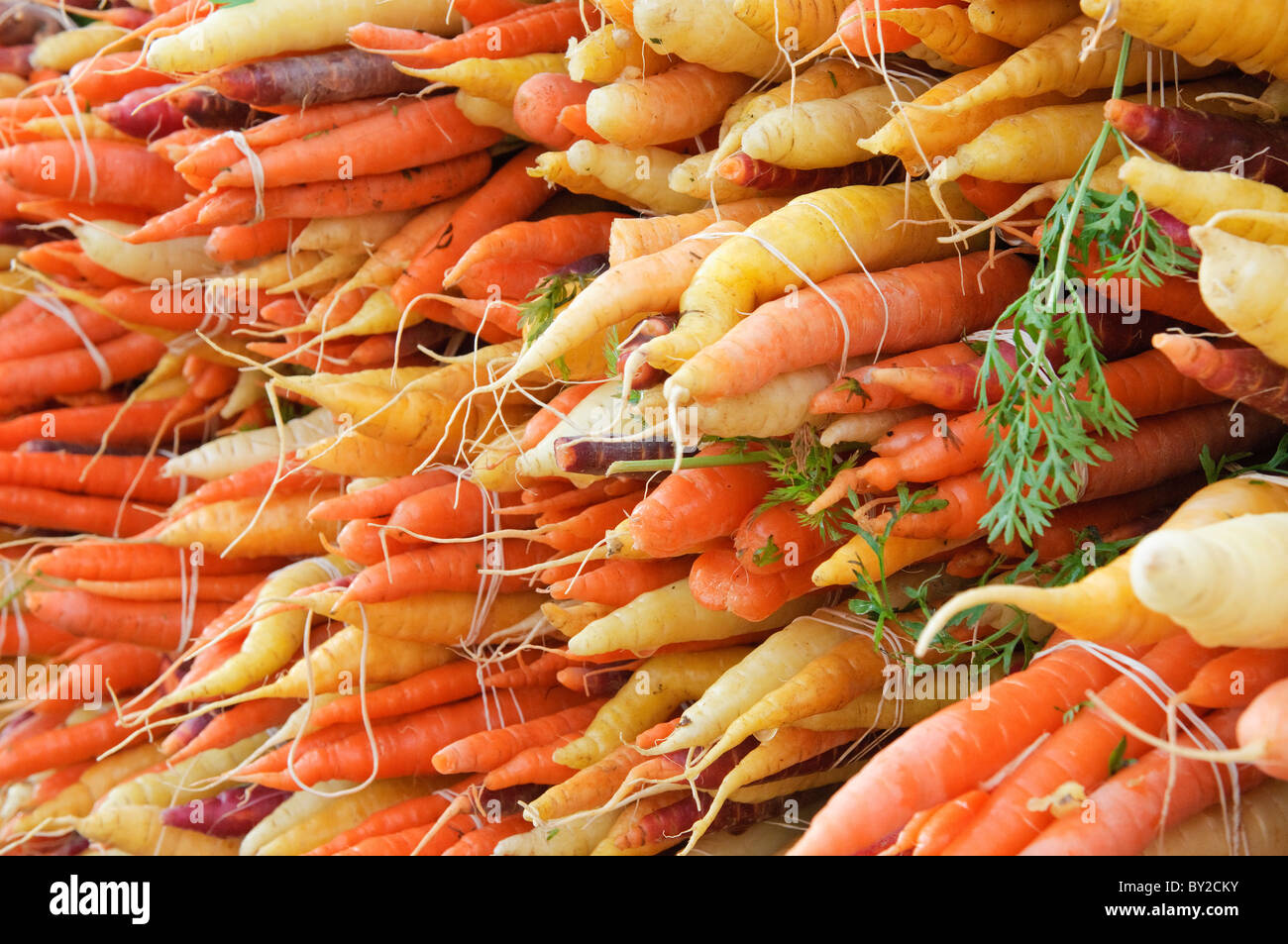 Nahaufnahme von Trauben von bunten Karotten für den Verkauf auf einen Stand auf einem Bauernmarkt, Boulder, Colorado. Stockfoto