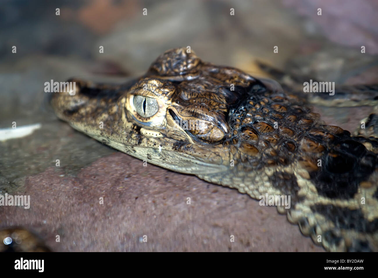 Baby-alligator Stockfoto