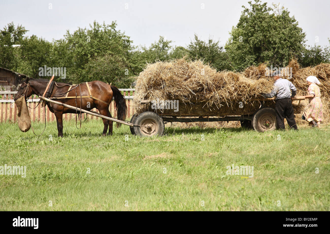 Ältere Bauern während der traditionellen Ernte, Gruszauka, Weißrussland Stockfoto