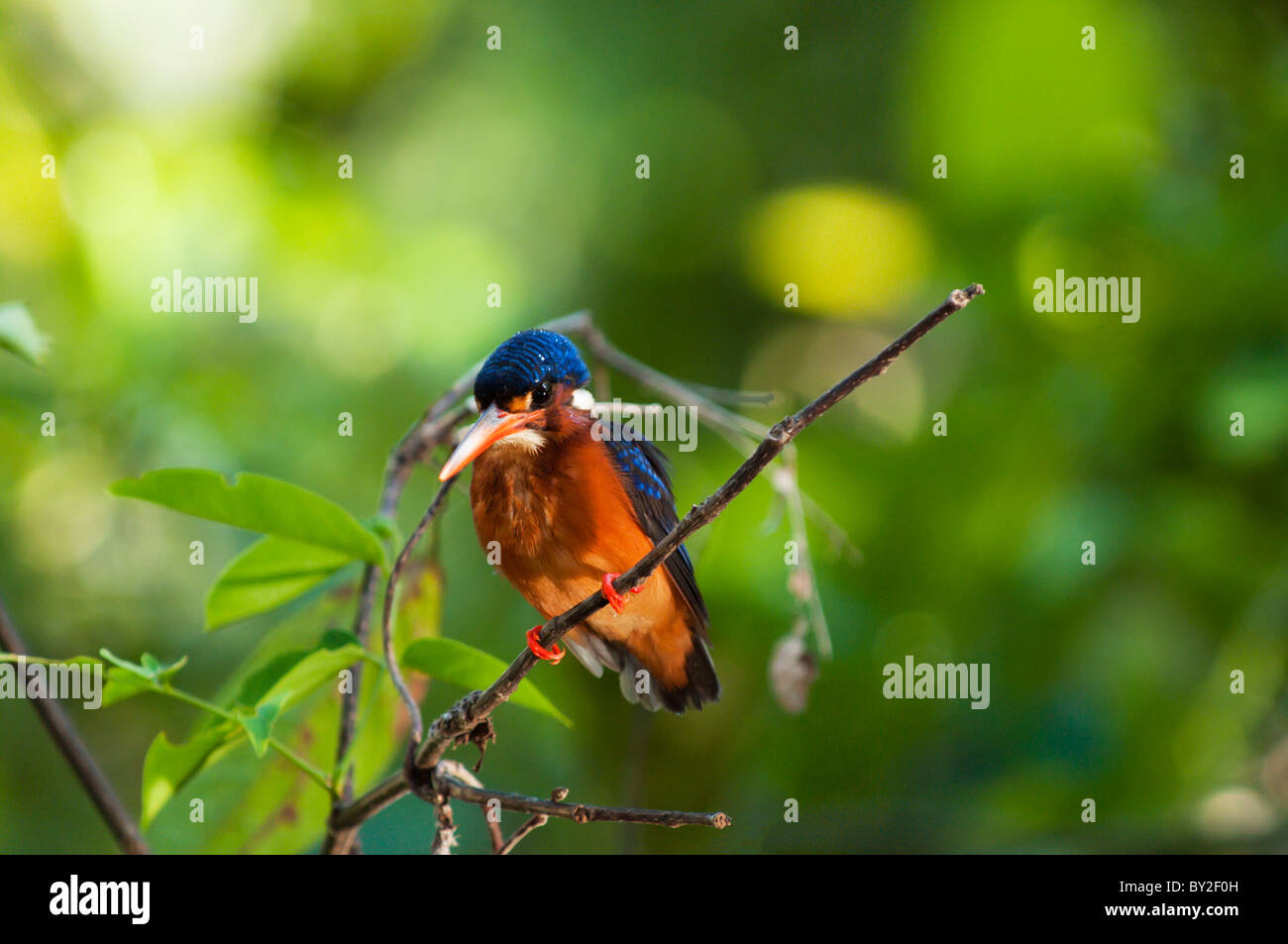 Blau-eared Eisvogel (Alcedo Jayakarta) auf einem Ast Bt Sungai Kinabatangan Fluss in Sabah, Borneo Stockfoto