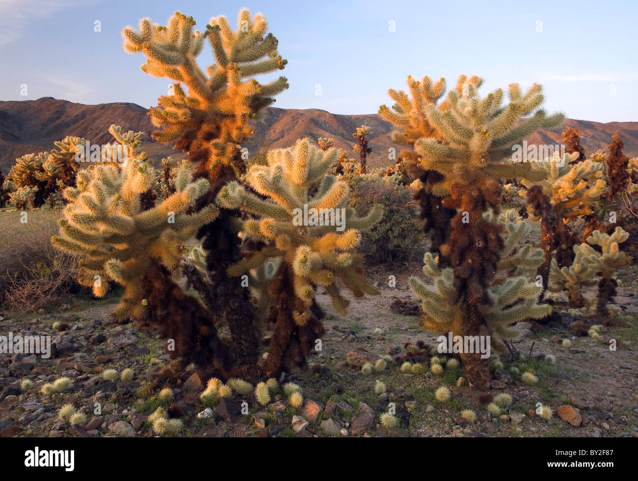 Teddy Bear Cholla Cactus Garden (Opuntia Bigelovii) in der Colorado Wüste, Joshua Tree Nationalpark, Kalifornien, USA Stockfoto