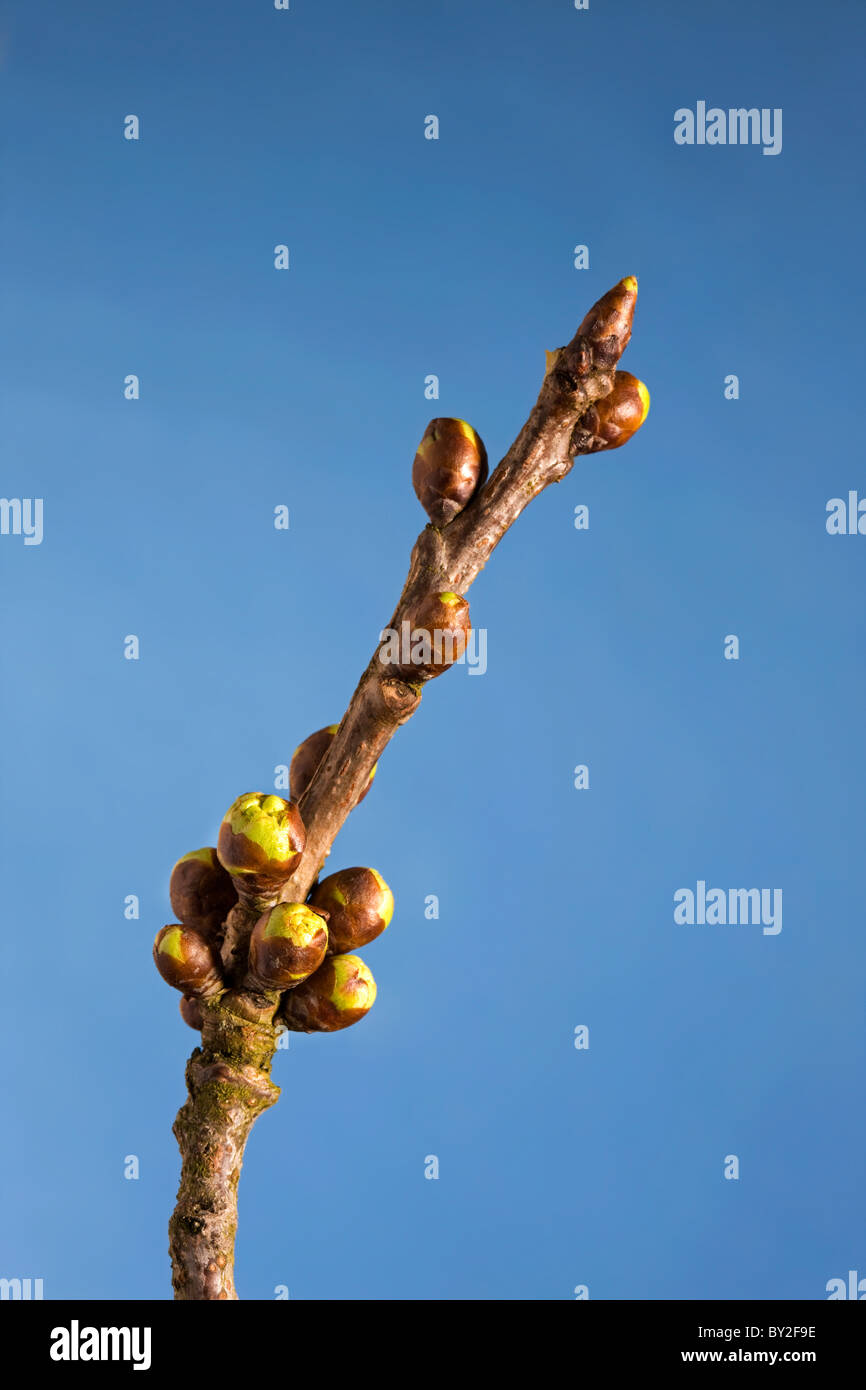Blüte der wilden Kirsche / sweet Kirschbaum (Prunus Avium), Belgien Stockfoto