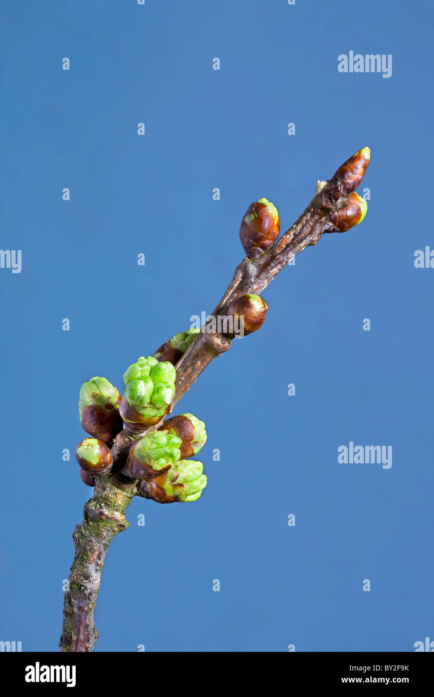 Blüte der wilden Kirsche / sweet Kirschbaum (Prunus Avium), Belgien Stockfoto