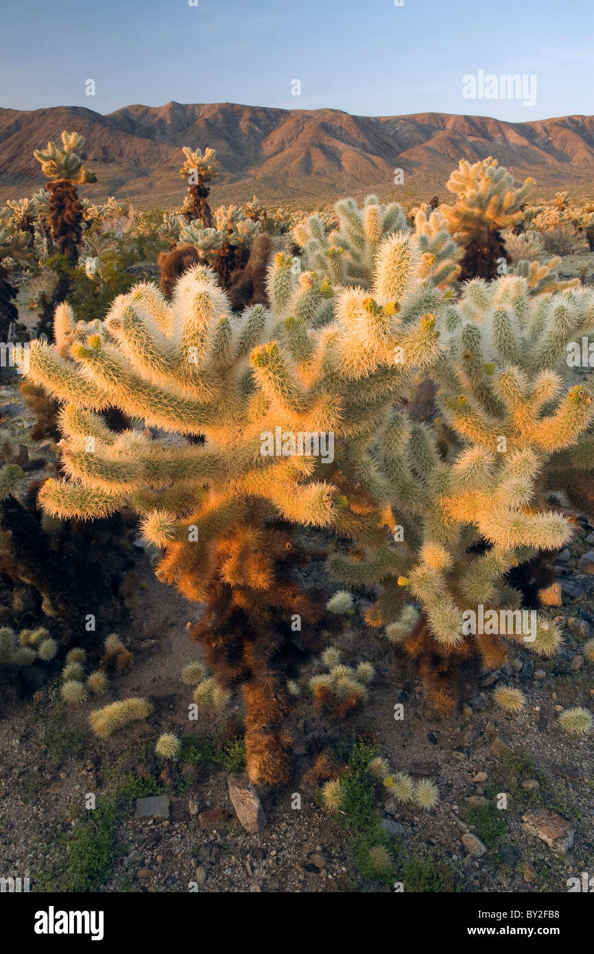 Teddy Bear Cholla Cactus Garden (Opuntia Bigelovii) in der Colorado Wüste, Joshua Tree Nationalpark, Kalifornien, USA Stockfoto
