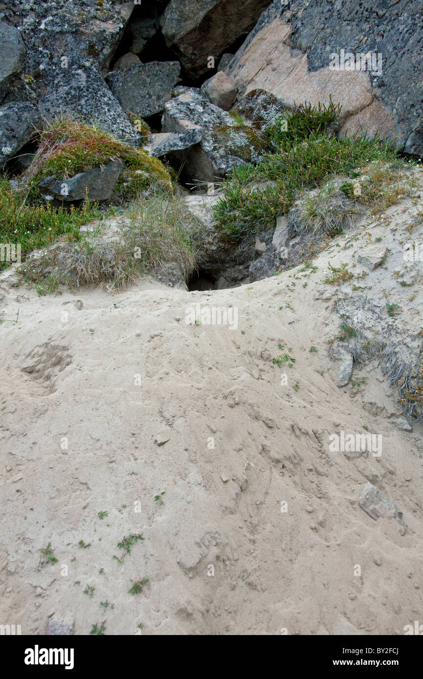 Polarfuchs (Alopex Lagopus) Höhle zwischen Felsen in der Tundra, West-Grönland, Grönland Stockfoto