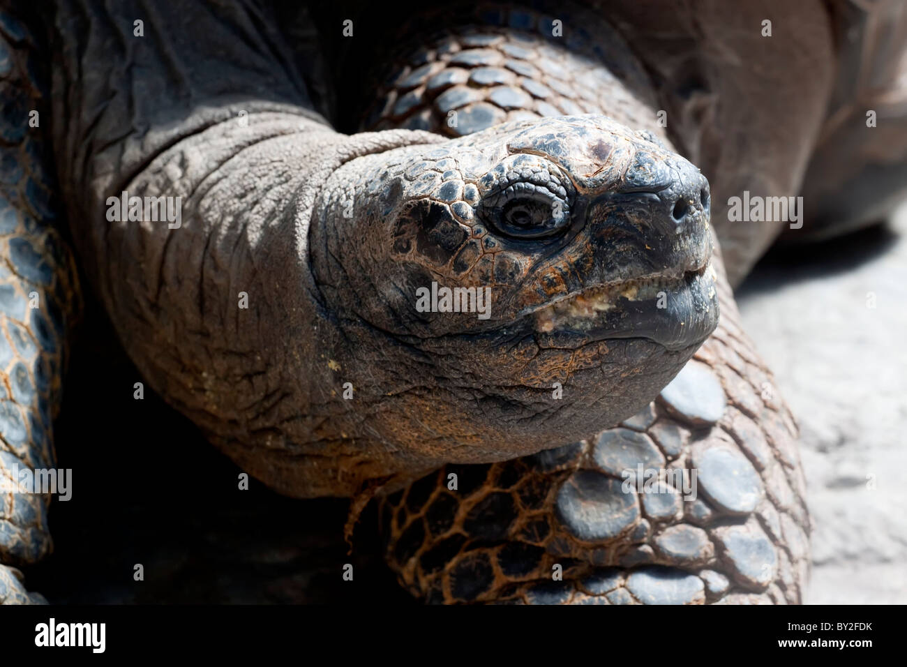 Riesenschildkröte Stockfoto
