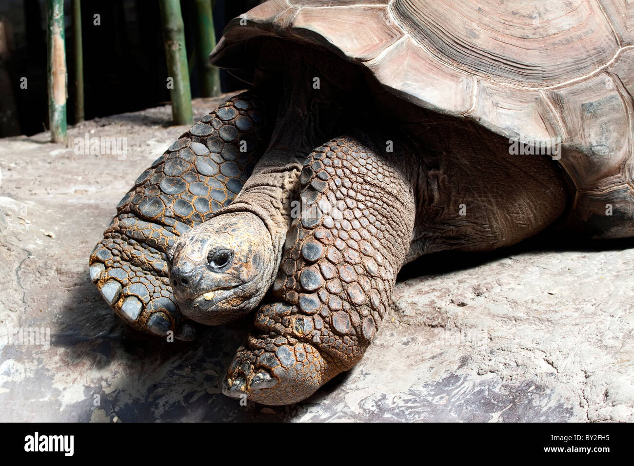 Riesenschildkröte Stockfoto