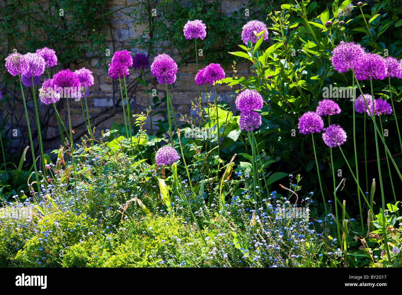 Lila Alliums im Rahmen einer ummauerten englischen Country-Sommergarten Stockfoto
