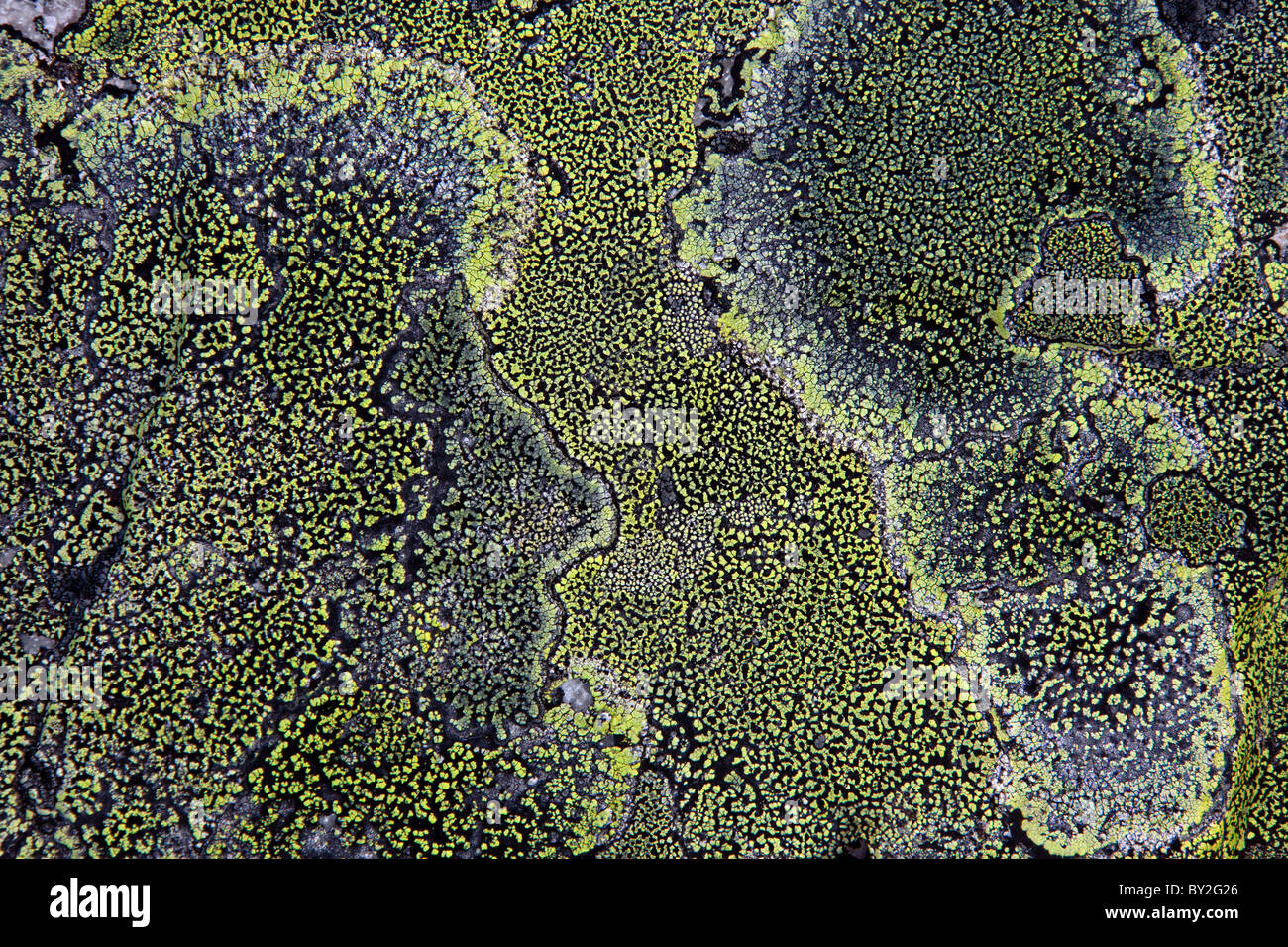 Karte von Flechten (Rhizocarpon Geographicum) auf Felsen, Schweden Stockfoto