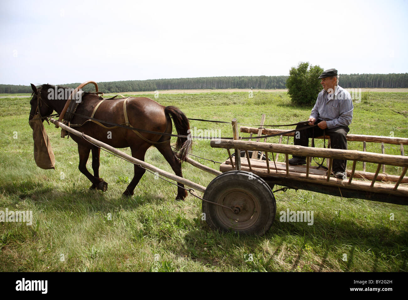 Ein alter Bauer auf einem Pferdewagen, Gruszauka, Weißrussland Stockfoto