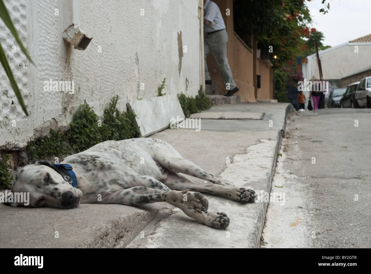 Ein Dalmatiner, schlafen auf dem Bürgersteig in Athen, Griechenland. Stockfoto