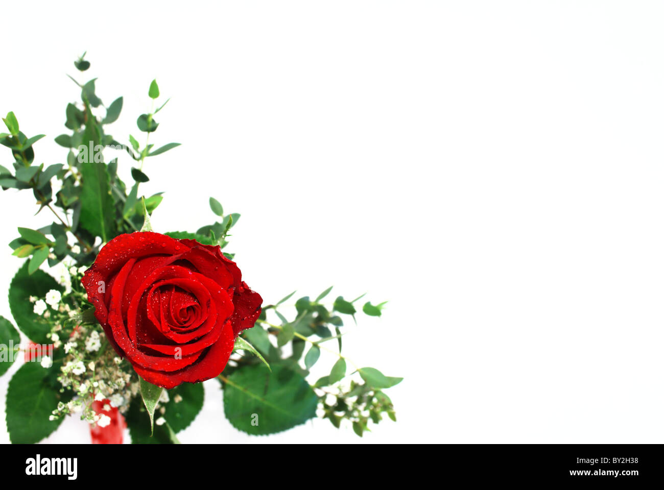 Rote rose Anordnung mit grünen Blätter fotografierten auf weißem Hintergrund (selektiven Fokus auf rose) Stockfoto