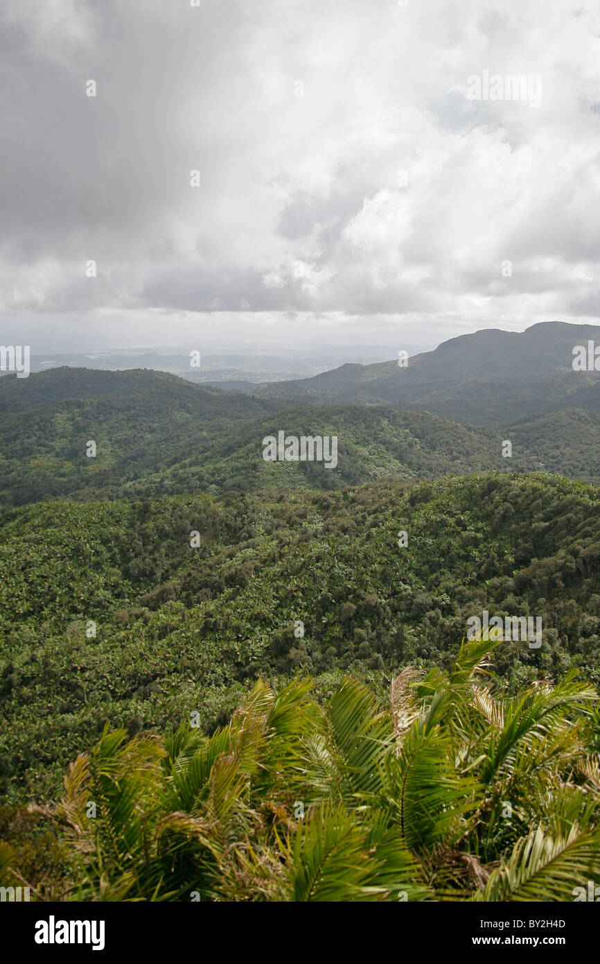 Vista Ansicht des El Yunque National Forest in Puerto Rico Stockfoto