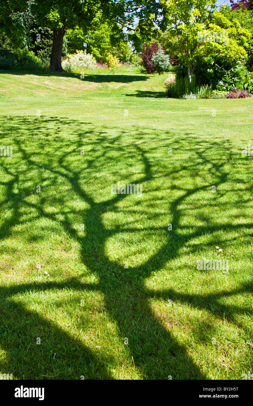 Ein Muster der Schatten auf der Wiese unter einem Baum in einem englischen Landhaus Sommergarten Stockfoto