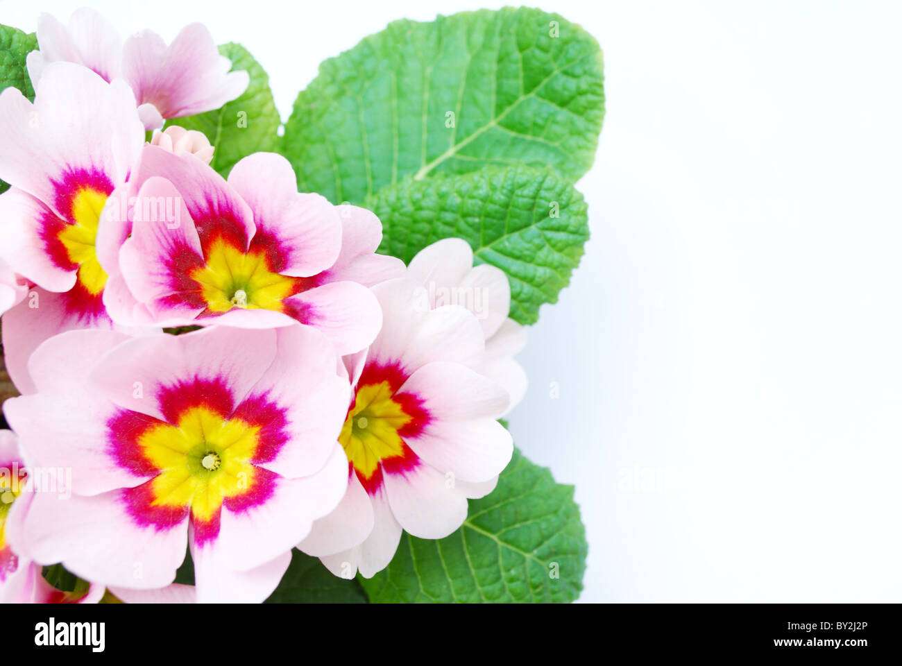 Blass rosa Primula Pflanze mit Blüten auf weißem Hintergrund fotografiert Stockfoto