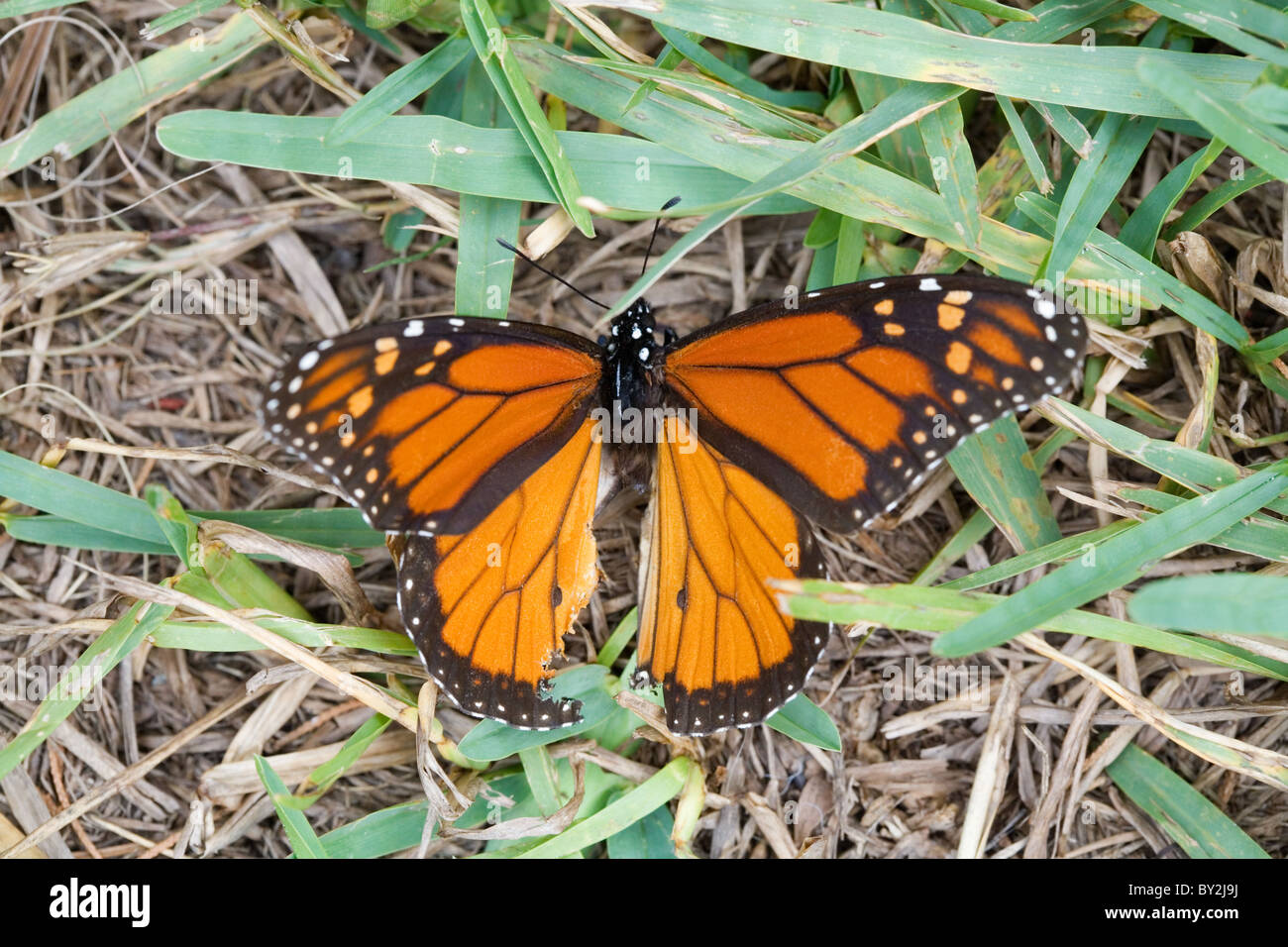 Eine sterbende Monarch-Schmetterling mit gebrochenen Flügeln Stockfoto
