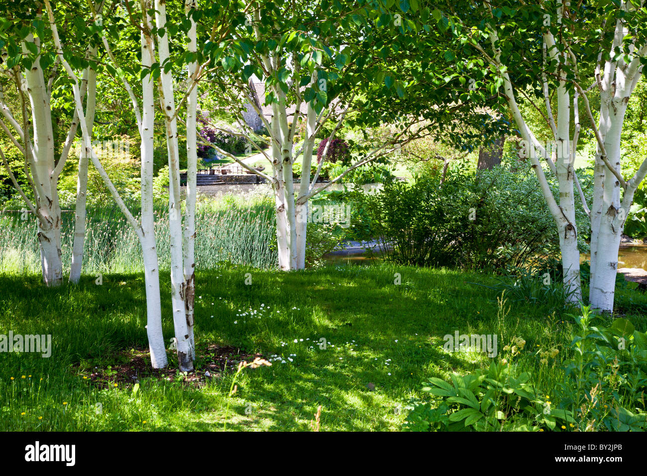 Einem kleinen schattigen Wäldchen von Silber Birken in einem englischen Landhaus-Garten im Sommer Stockfoto