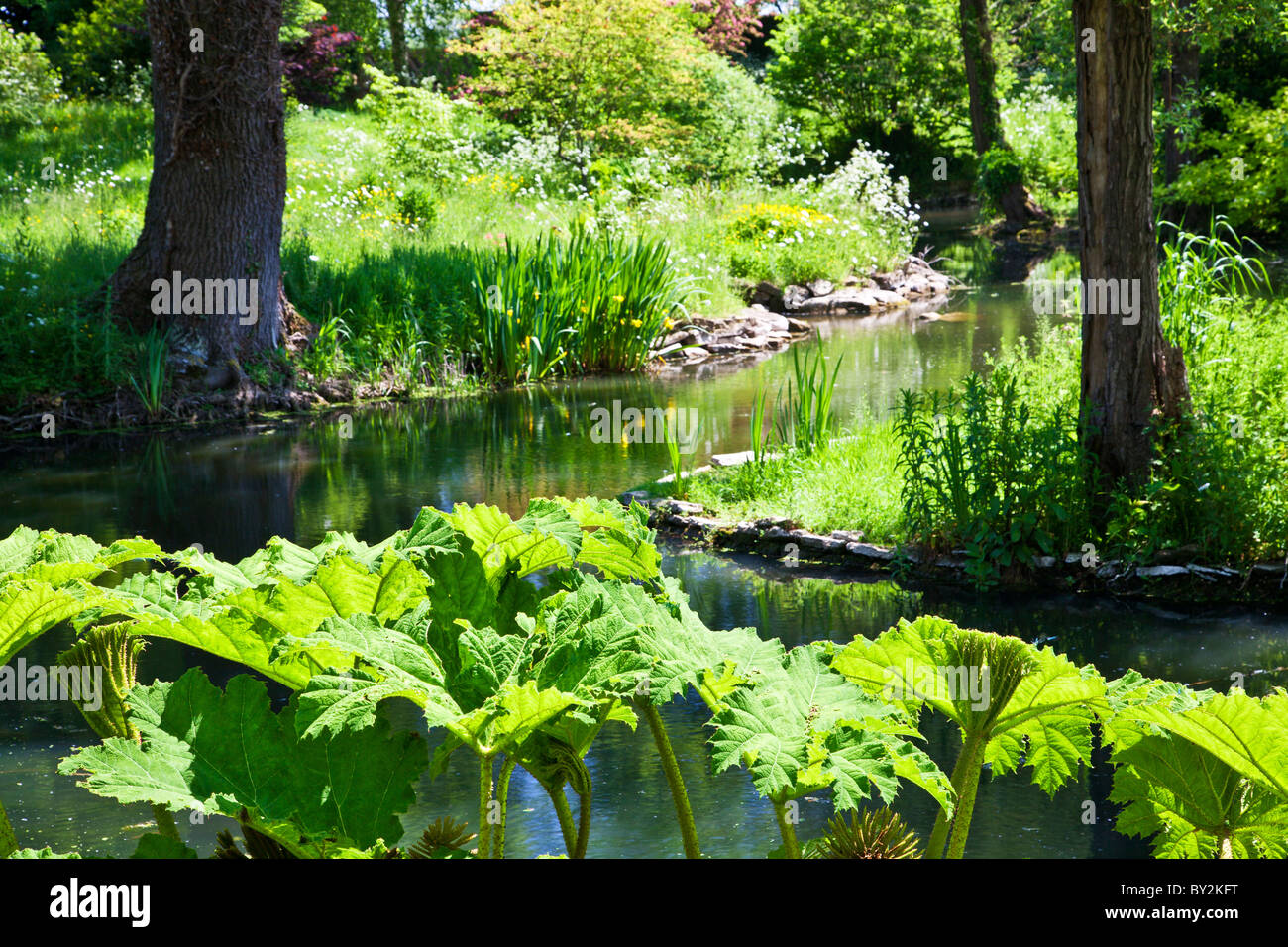 Einem kleinen schattigen Bach und einem Teich mit Chile Rhabarber oder Gunnera Manicata im Vordergrund in einem englischen Landhaus-Garten im Sommer Stockfoto