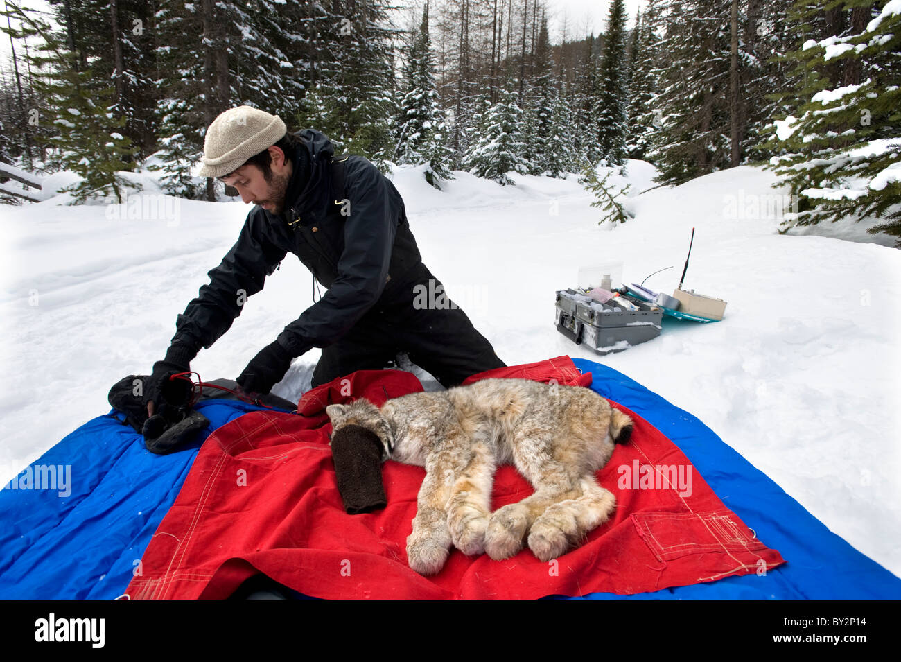 Ein Wildlife-Techniker legt der betäubten Luchs auf einen Schlafsack Wärme und bedeckt sein Gesicht für Schutz. Stockfoto