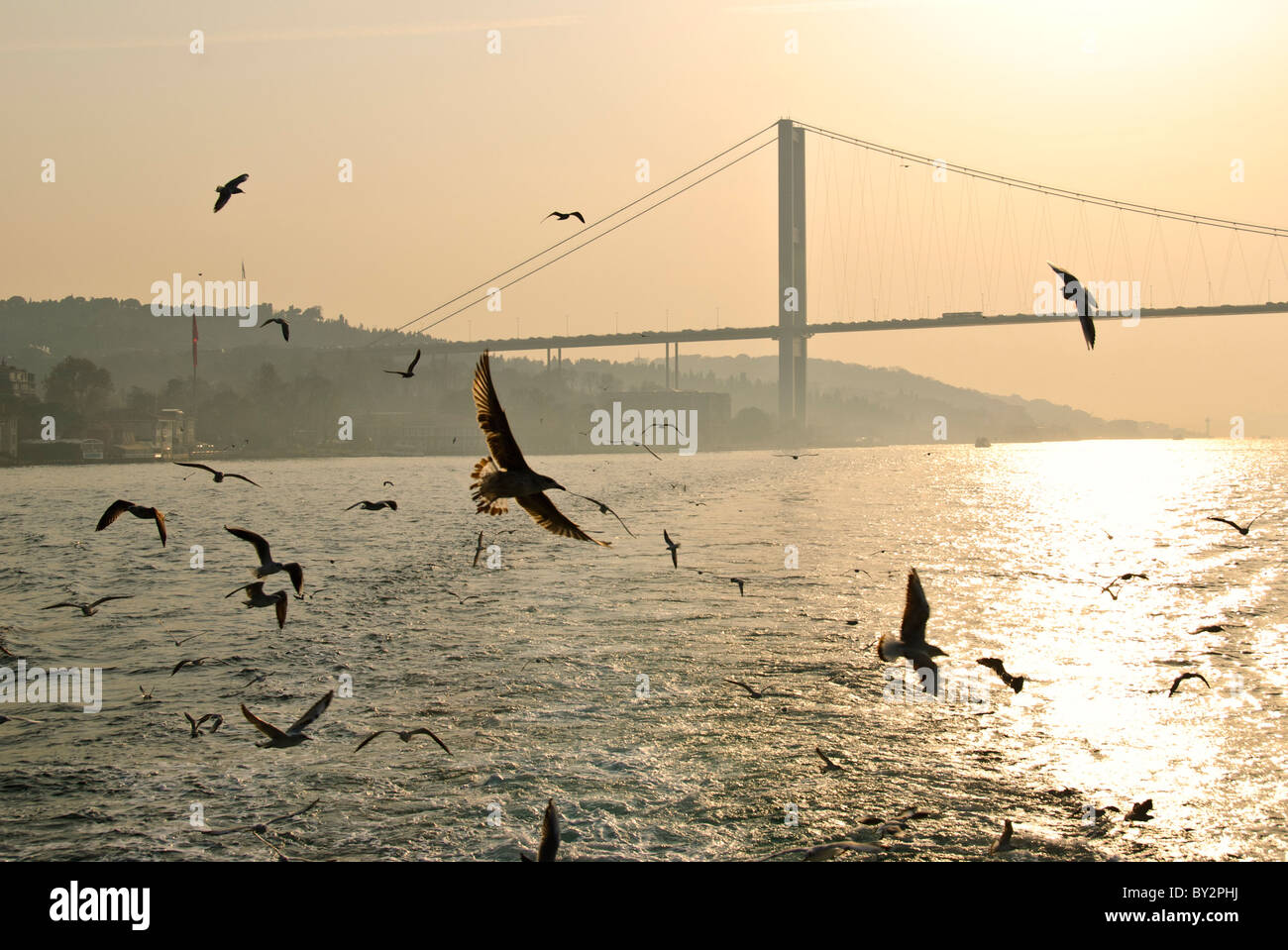 Eine Herde von Möwen fliegen über den Bosporus mit der Bosporus-Brücke im Hintergrund durch den Dunst und die untergehende Sonne. Die Bosporus-Brücke, auch genannt die erste Bosporus-Brücke (Türkisch: Boğaziçi Köprüsü oder Boğaziçi Köprüsü) ist eine der zwei Brücken in Istanbul, Türkei, überspannt den Bosporus und verbindet Europa und Asien. Die Küste in diesem Bild sichtbar ist der Beylerbeyi Stadtteil auf der asiatischen Seite. Stockfoto